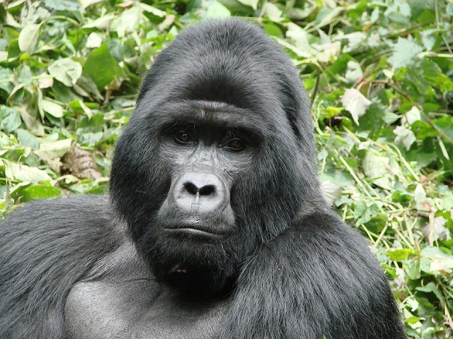 Gorilla in Bwindi
