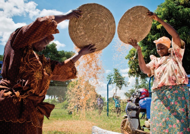 Women remove chaff from their grain by winnowing. WFP is determined to cut back on post harvest losses among Uganda's smallholder farmers. COURTESY PHOTO