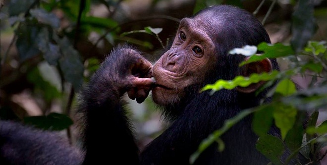 A Baby Chimp - Kibale Forest - Uganda. PHOTO FACEBOOK Prelena Soma Owen 