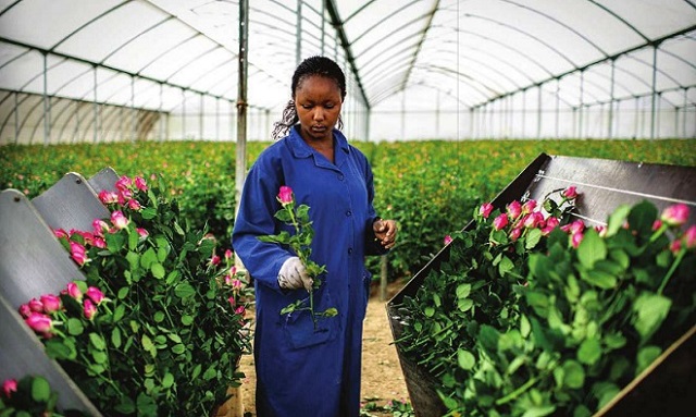 An employee harvesting flowers in one of the flower farms in Kenya. The East African nation could soon face high taxes on the European market after EAC failed to sign EPA with EU.