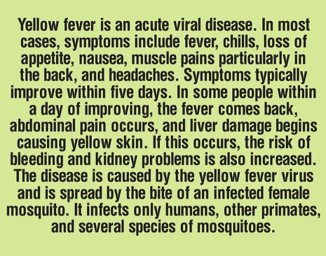 Yellow fever graphic