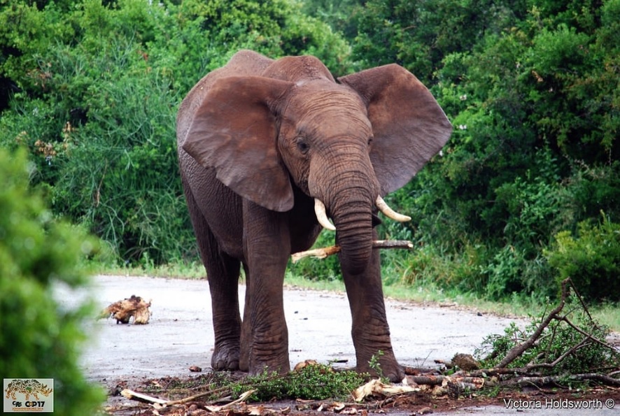 An elephant. PHOTO VIA CITES