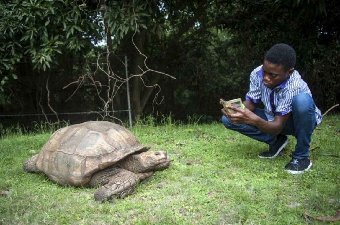 A man takes a picture of a tortoise in the Lekki Conservation Centre in Lagos, on September 8, 2016. Traffic jams may clog the city and the beaches look like garbage dumps, but for the Lagos state government developing tourism is now a do or die matter. PHOTO AFP