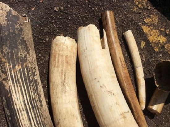 ivory-poaching-1