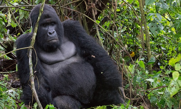 Virunga National Park