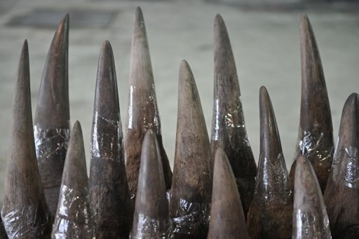 rhino-horns