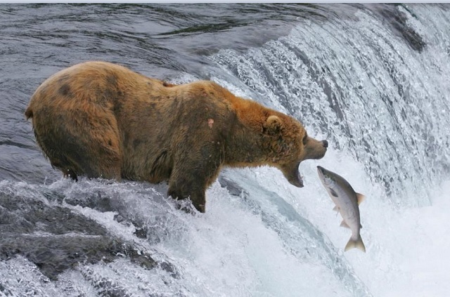 bear-fishing-2