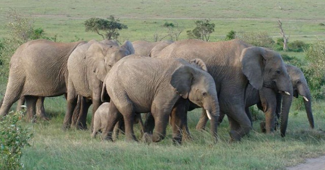 https://www.independent.co.ug/wp-content/uploads/2017/11/elephants.jpg