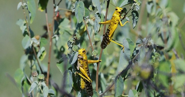 https://www.independent.co.ug/wp-content/uploads/2020/02/Desert-locusts.jpg