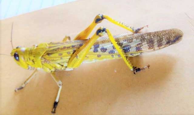 https://www.independent.co.ug/wp-content/uploads/2020/02/locusts1-1.jpg