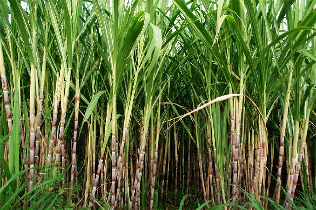 https://www.independent.co.ug/wp-content/uploads/2020/04/sugarcane.jpg