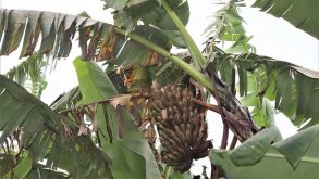 Banana rust thrips disease ravages Rukiga district