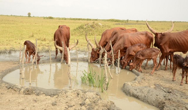 Pastoralists in Ntoroko task gov't to honour pledge to construct valley dams