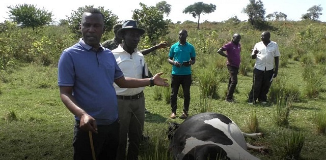 Kikuube residents kill 40 cows over land wrangle