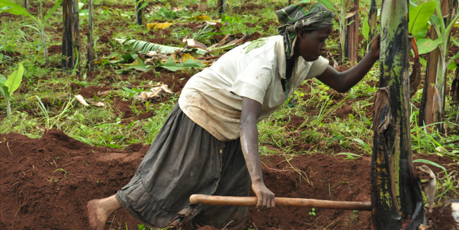 Kitgum farmers struggle to meet co-funding requirement for govt project