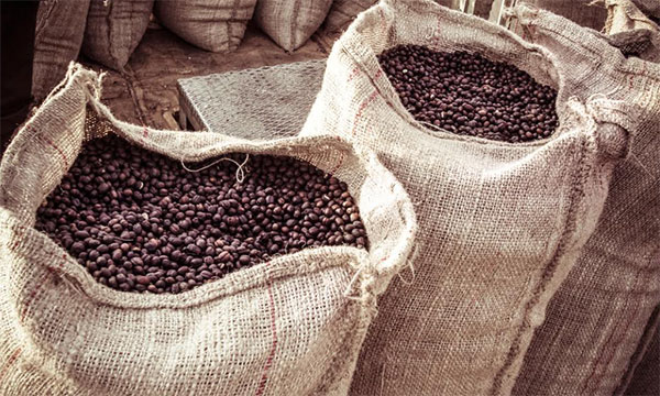 Uganda’s coffee boom brews export windfall, but structural tests remain