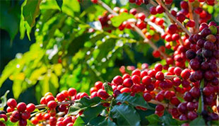 Tooro coffee farmers form cooperative union to boost market access