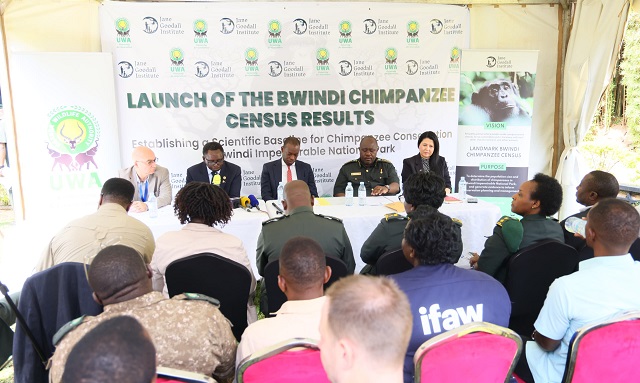 BWINDI FOREST: 426 chimpanzees share habitat with mountain gorillas