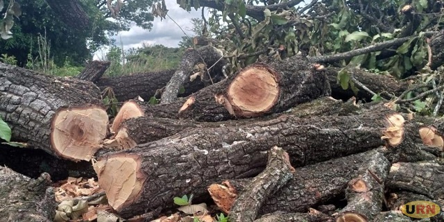 Election season blamed for destruction of 10,000 shea trees in Agago