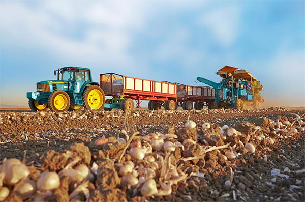 Arid Saudi Arabia looks to Africa’s breadbaskets