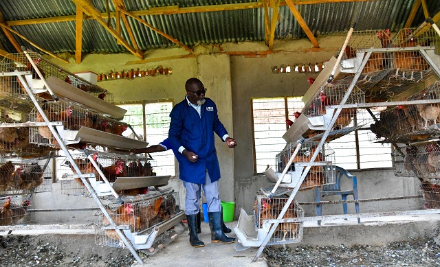 Training farms drive a new poultry economy in Eastern Uganda
