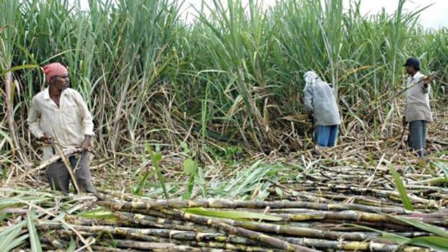 Kenyan traders accused of underpaying Tororo sugarcane farmers