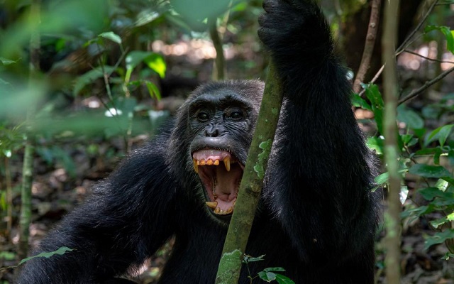 Human-like social split identified behind chimpanzee deaths in Uganda’s Kibale Park