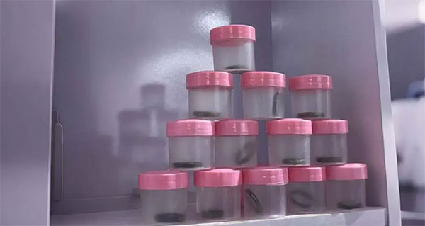 Herbal ‘contraceptive rings’ pique interest in Nigeria