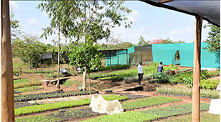 Equity Bank empowers nursery expansion through solar irrigation in Lira