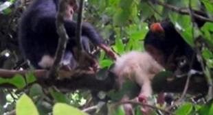 What albino animals teach humans about diversity