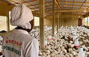 How a poultry loss led to a digital management tool