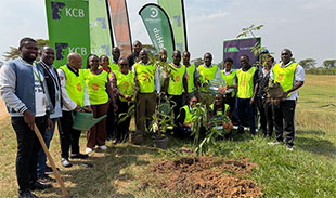 KCB Bank Uganda plants 300 trees to advance SDG 13 on climate