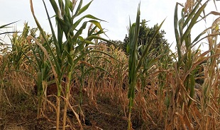Farmers in Acholi advised to delay second season planting after failed harvest