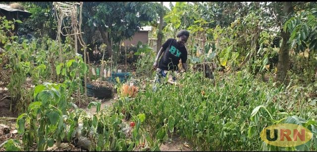 SMALL PLOTS, BIG HARVESTS: How climate-smart farming is helping refugees feed their families