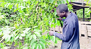 How dfcu Bank is helping award winning Ojok transform Northern Uganda's coffee value chain