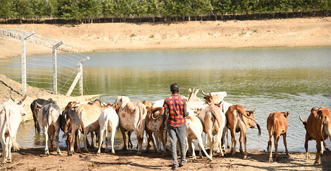 Beyond drought: The battle to protect Karamoja's livestock future