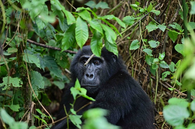 Change a Life Bwindi puts communities at the heart of World Gorilla day